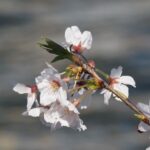 さくら、桜、サクラ